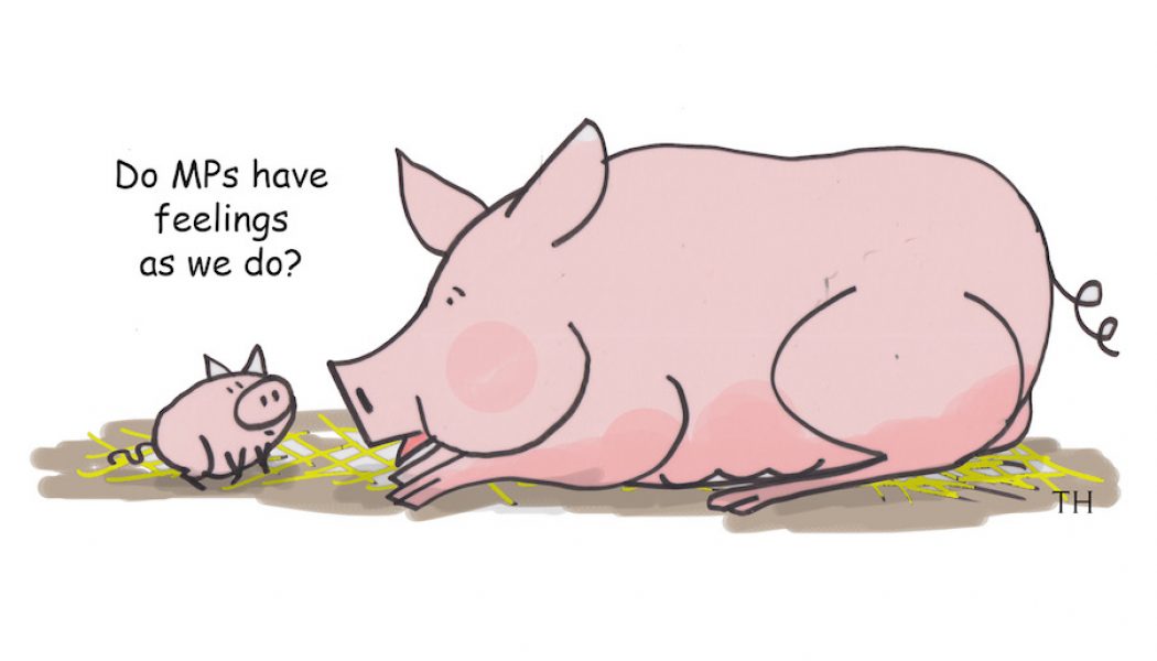 MP pigs cartoon