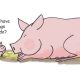 MP pigs cartoon