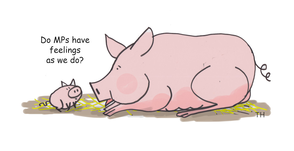 MP pigs cartoon