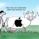 GM cow Cartoon