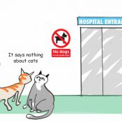Cats hospital cartoon