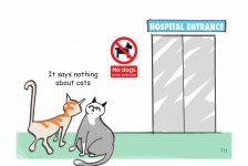 Cats hospital cartoon